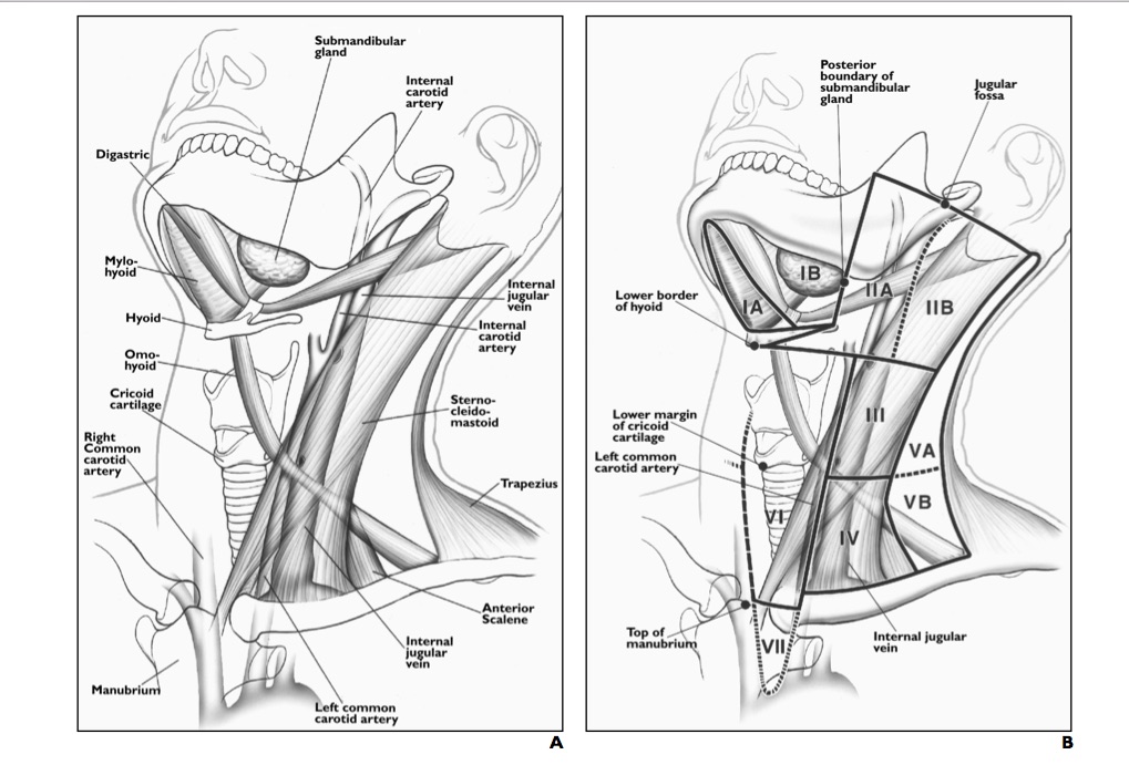 Lymph node stations